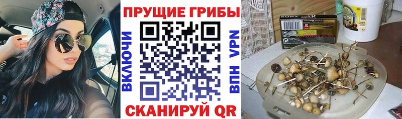 цены Лангепас Галлюциногенные грибы Psilocybine cubensis